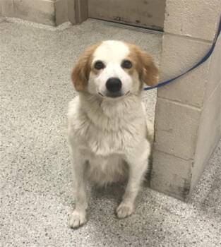 PEACHES -  Border Collie Dog for Adoption in Conroe, Texas - PEACHES | PetCurious