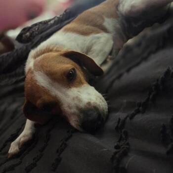 June -  Beagle Dog for Adoption in Myrtle Beach, South Carolina - June | PetCurious