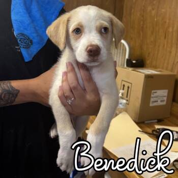 Benedick -  Retriever and Collie Dog for Adoption in Hillsboro, Ohio - Benedick | PetCurious