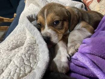 Beagle and Labrador Retriever Dogs Available for Adoption - Chip | PetCurious