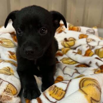 Rodger -  Border Collie and Mixed Breed Dog for Adoption in Stephenville, Texas - Rodger | PetCurious
