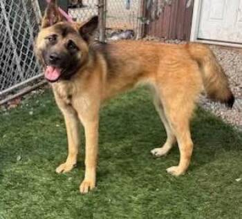 Rescue Norwegian Elkhound and German Shepherd Dog Dogs for Adoption in White Oak, Pennsylvania - Julia | PetCurious