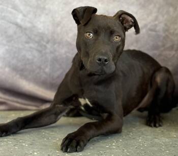 Eddie -  Mountain Cur Dog for Adoption in Muskegon, Michigan - Eddie | PetCurious