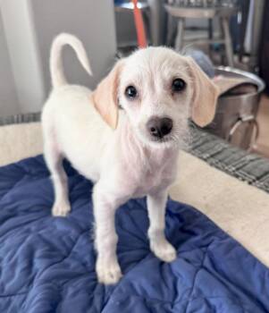 Jack Jack -  Parson Russell Terrier Dog for Adoption in San Diego, California - Jack Jack | PetCurious