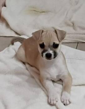 Rescue Chihuahua and Terrier Dogs for Adoption in Port Barrington, Illinois - Sage | PetCurious