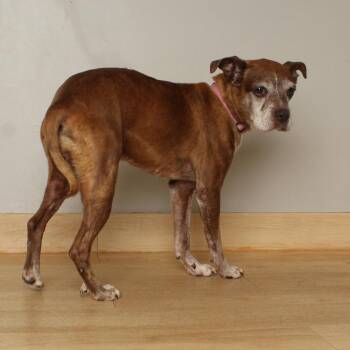 Abby D70342 -  Boxer and Mixed Breed Dog for Adoption in Minnetonka, Minnesota - Abby D70342 | PetCurious