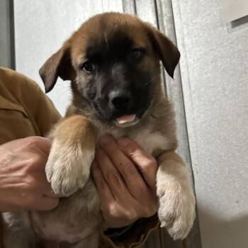 Australian Cattle Dog Blue Heeler and Mixed Breed Dogs Available for Adoption - CHOPPER | PetCurious