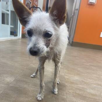 Kimchi -  Terrier Dog for Adoption in Westminster, California - Kimchi | PetCurious