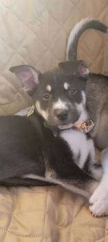 Rescue Husky and Terrier Dogs for Adoption in Holly Springs, North Carolina - Sunshine Husky | PetCurious