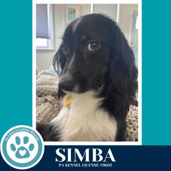 Spaniel Dogs Available for Adoption in Kimberton, Pennsylvania - Simba 020726 | PetCurious