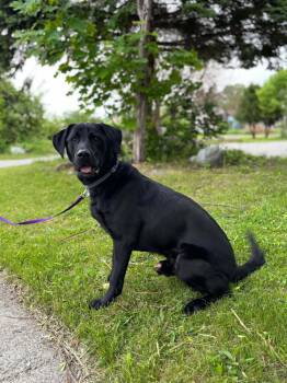 Rescue Labrador Retriever and Retriever Dogs for Adoption in London, Ontario - Shadow | PetCurious