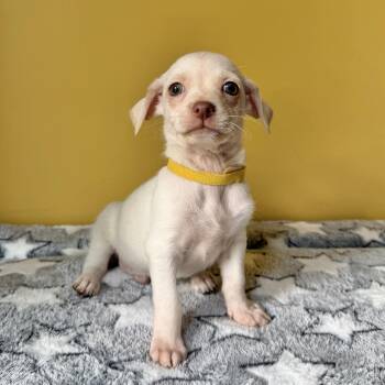 Peanut -  Chihuahua and Italian Greyhound Dog for Adoption in Boulder, Colorado - Peanut | PetCurious