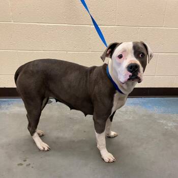 Mixed Breed Dogs Available for Adoption - Columbia | PetCurious