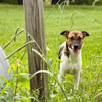 Pebbles -  Shepherd and Border Collie Dog for Adoption in Ennis, Texas - Pebbles | PetCurious