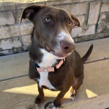 Tiramisu -  Mixed Breed Dog for Adoption in Bentonville, Arkansas - Tiramisu | PetCurious
