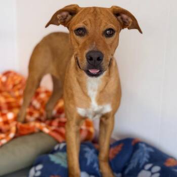 Winnie -  Black Mouth Cur and Mixed Breed Dog for Adoption in Green Bay, Wisconsin - Winnie | PetCurious
