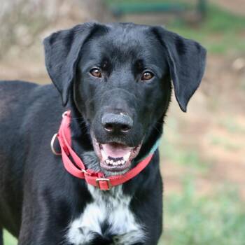 Joe Cool -  Mixed Breed Dog for Adoption in Allentown, Pennsylvania - Joe Cool | PetCurious