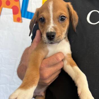 Willie -  Labrador Retriever and Australian Shepherd Dog for Adoption in Normal, Illinois - Willie | PetCurious