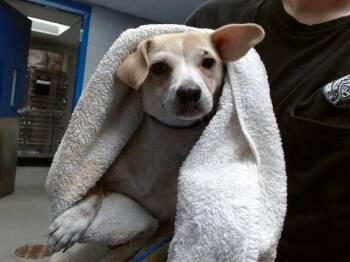 NANI -  Dachshund and Mixed Breed Dog for Adoption in Albuquerque, New Mexico - NANI | PetCurious