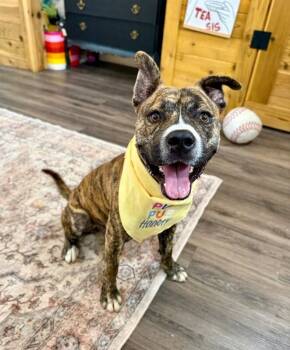 Pit Bull Terrier and American Staffordshire Terrier Dogs Available for Adoption in Friendswood, Texas - Lucky Boy Your Beach Loving Best Friend  | PetCurious