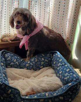 Bindi -  Poodle and Australian Shepherd Dog for Adoption in Hammond, Louisiana - Bindi | PetCurious