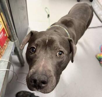 Mixed Breed Dogs Available for Adoption in West Chester, Pennsylvania - Maddie | PetCurious