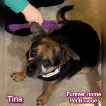 Rescue Rat Terrier and Chihuahua Dogs for Adoption in Plano, Texas - Tina | PetCurious