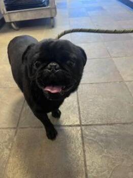 Pug and Mixed Breed Dogs Available for Adoption in El Paso, Texas - 60886979 | PetCurious