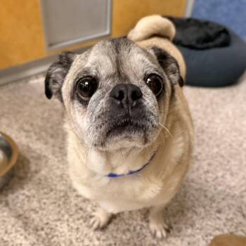 Pug Dogs Available for Adoption in Peyton, Colorado - Bohdi (JA26-40) | PetCurious