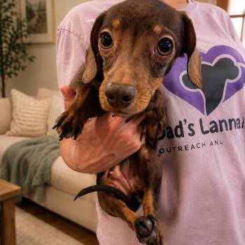 Vienna -  Dachshund Dog for Adoption in Homewood, Illinois - Vienna | PetCurious