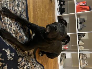 Black Labrador Retriever and Cattle Dog Dogs Available for Adoption - Joey | PetCurious