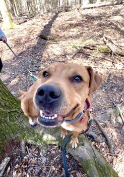 Boxer and Pit Bull Terrier Dogs Available for Adoption in Millerstown, Pennsylvania - FERN | PetCurious