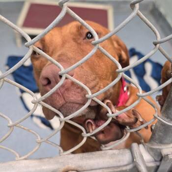 Stella -  Mixed Breed Dog for Adoption in East Hanover, New Jersey - Stella | PetCurious