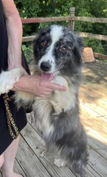 MOLLY -  Australian Shepherd Dog for Adoption in Amherst, Ohio - MOLLY | PetCurious