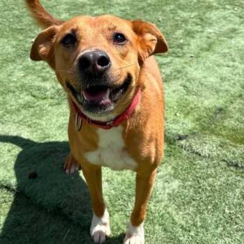 Jayden -  Carolina Dog Dog for Adoption in Center Point, Texas - Jayden | PetCurious