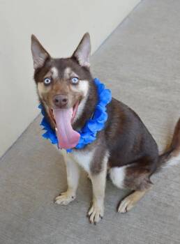 Koda -  Husky Dog for Adoption in Mckinney, Texas - Koda | PetCurious