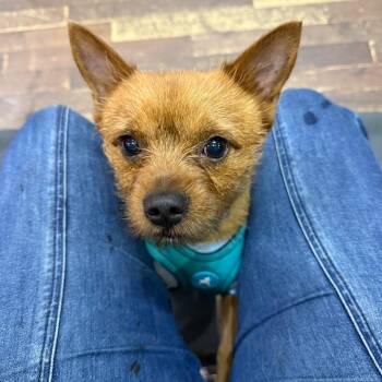 MICKEY ROONEY (in NY meet and greet) -  Yorkshire Terrier and Mixed Breed Dog for Adoption in New York, New York - MICKEY ROONEY (in NY Meet And Greet) | PetCurious