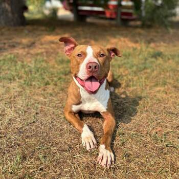 Cricket -  Pit Bull Terrier Dog for Adoption in Fargo, North Dakota - Cricket | PetCurious