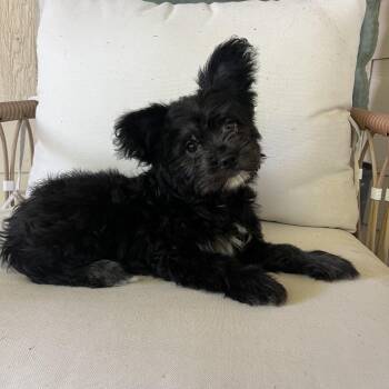 Hollis -  French Bulldog and Poodle Dog for Adoption in Pflugerville, Texas - Hollis | PetCurious