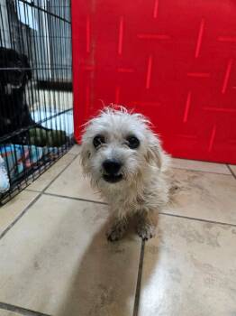 Pearl -  Terrier Dog for Adoption in El Centro, California - Pearl | PetCurious