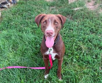 RUGER -  Labrador Retriever and Mixed Breed Dog for Adoption in Omaha, Nebraska - RUGER | PetCurious
