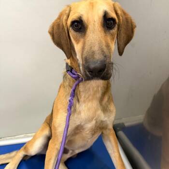 Terrier Dogs Available for Adoption - Scottie | PetCurious