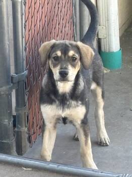 Asha -  Shepherd Dog for Adoption in Lafayette, Colorado - Asha | PetCurious