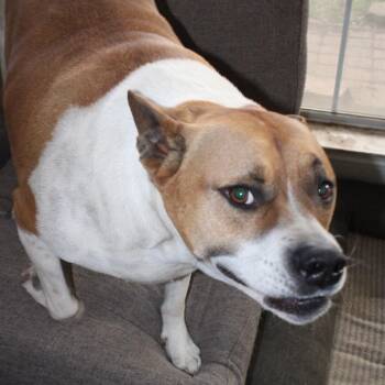 Pit Bull Terrier and Boxer Dogs Available for Adoption - Leo | PetCurious