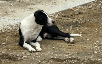 Rescue Shepherd and Border Collie Dogs for Adoption in Dallas, Texas - Lainey | PetCurious