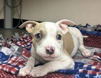 EMBER -  Pit Bull Terrier Dog for Adoption in Martinez, California - EMBER | PetCurious