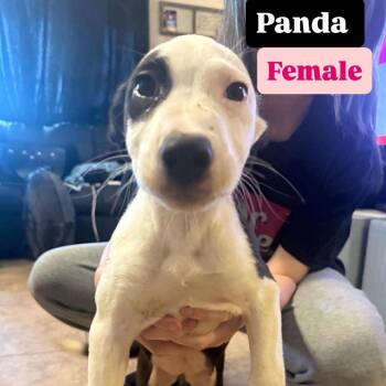 Rescue Labrador Retriever and Pit Bull Terrier Dogs for Adoption in Phoenix, Arizona - Panda | PetCurious