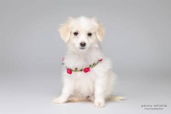 Darby -  Maltipoo Dog for Adoption in Coppell, Texas - Darby | PetCurious