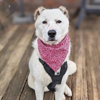Rescue Samoyed and Great Pyrenees Dogs for Adoption in Helena, Alabama - Sugar | PetCurious