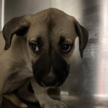 Bailey -  Mixed Breed Dog for Adoption in Chattanooga, Tennessee - Bailey | PetCurious